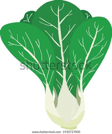 pechay picture drawing|188 Pechay Images, Stock Photos, 3D objects, & Vectors.